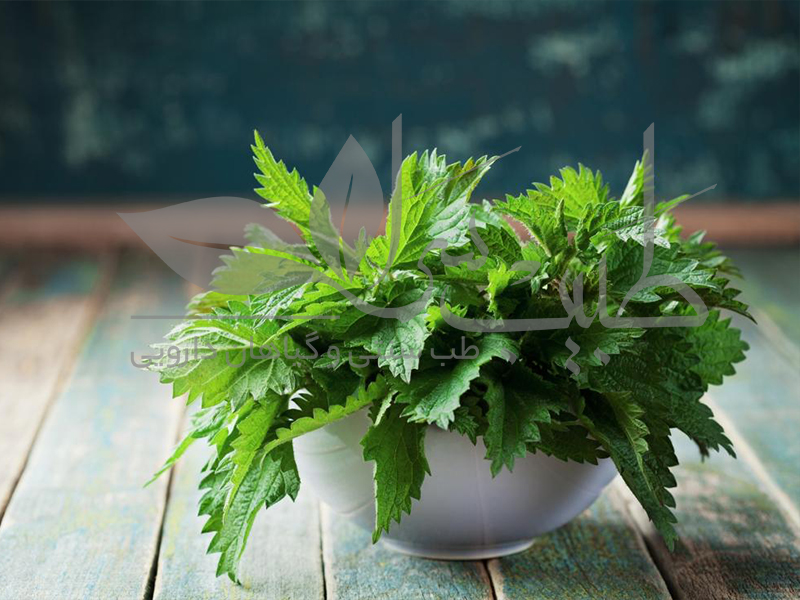 خواص گیاه گزنه در کاهش ریزش مو